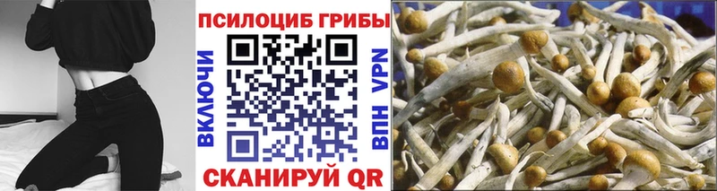 Галлюциногенные грибы Psilocybine cubensis  Купить закладки  Семёнов 